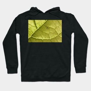 TRANSPORT Hoodie